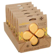 ROOT CANDLES Vosak za traženje ravnoteže PROSVJETLJENJE / PROSVJETLJENJE