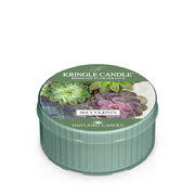Kringle Candle Succulents mirisna svijeća mirisna svijeća (42 g)